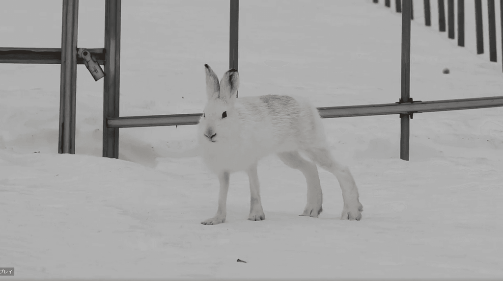 ジャンプすると思いきや、意外にもノシノシ歩く足長ウサギが話題沸騰中！