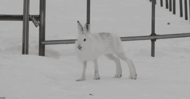 ジャンプすると思いきや、意外にもノシノシ歩く足長ウサギが話題沸騰中！