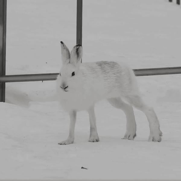 ジャンプすると思いきや、意外にもノシノシ歩く足長ウサギが話題&hellip;