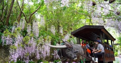 らんの花祭りうりずん2026～らんの舞～開催
