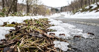 融雪剤散布でクロヤマアリが「植物食」にシフト　弘前大や京大など、生態系への波及効果を発見