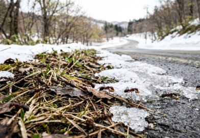 融雪剤散布でクロヤマアリが「植物食」にシフト　弘前大や京大など、生態系への波及効果を発見